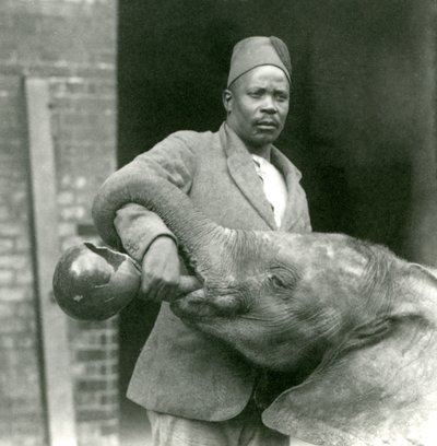 Il giovane elefante africano Kiberenge che beve con Darisha, zoo di Londra, settembre 1923 da Frederick William Bond